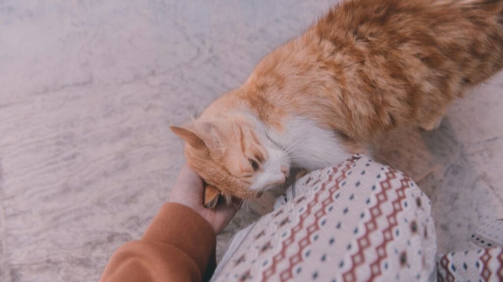 Bonding and Showing Affection