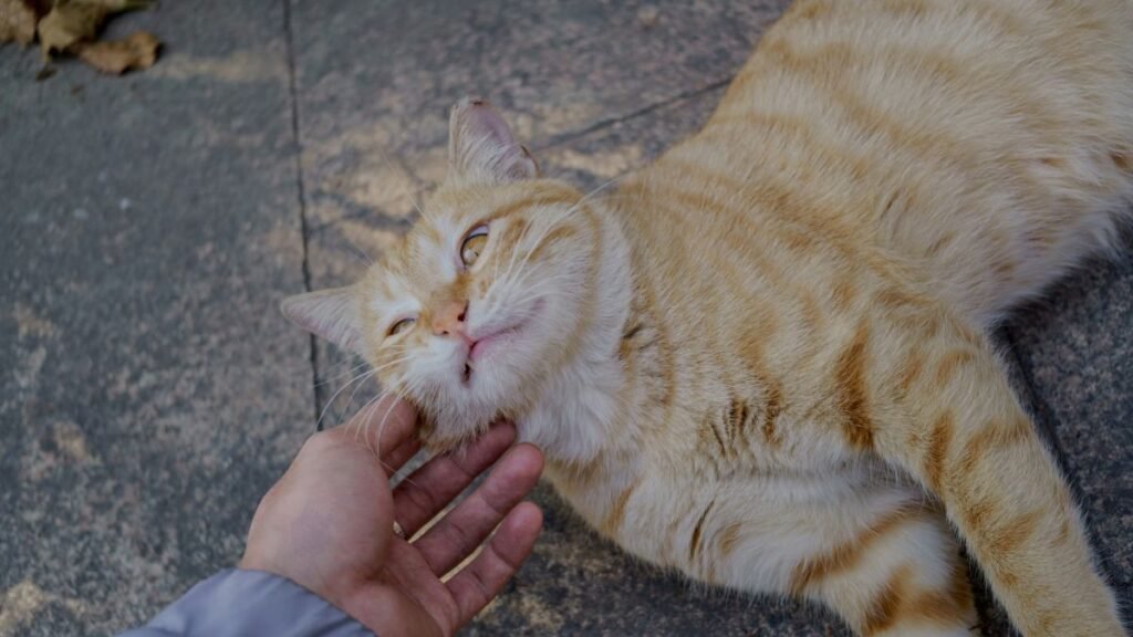 Why Does My Cat Lick Me Then Bite Me