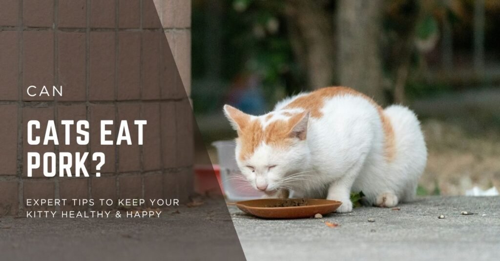 Can cat eat pork - catify next