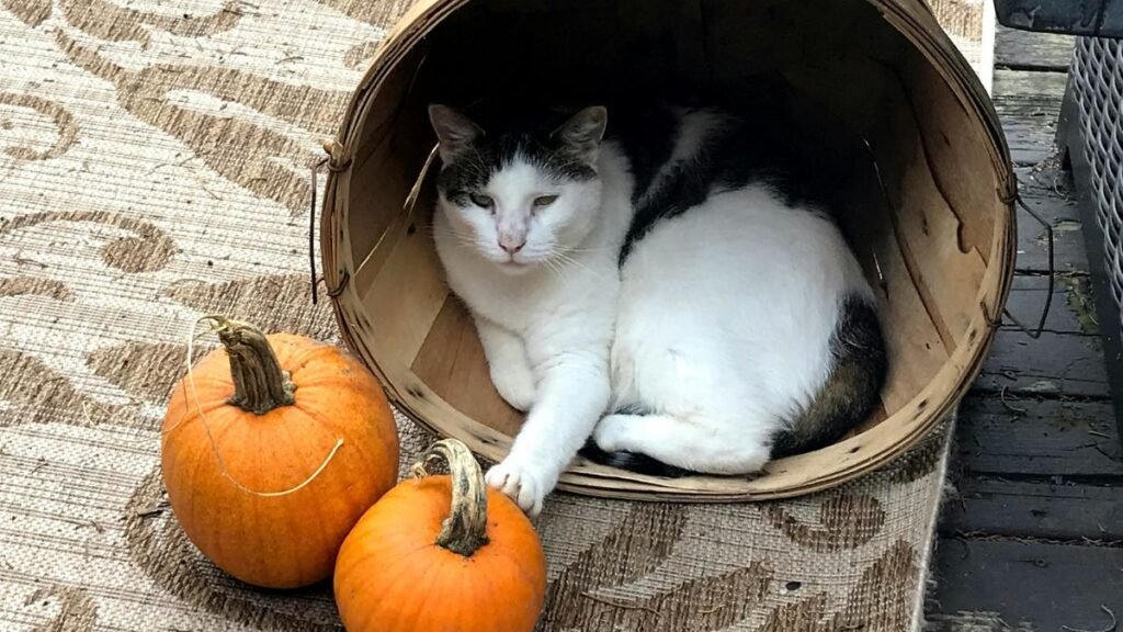 Funny Halloween Cat Names