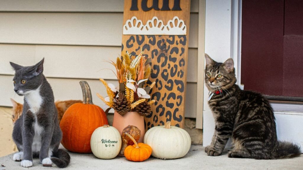 Black Cat Halloween Cat Names