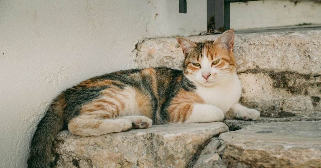 Calico Cat Names
