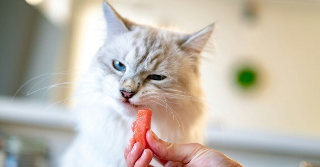 Can Cats Eat Shrimp