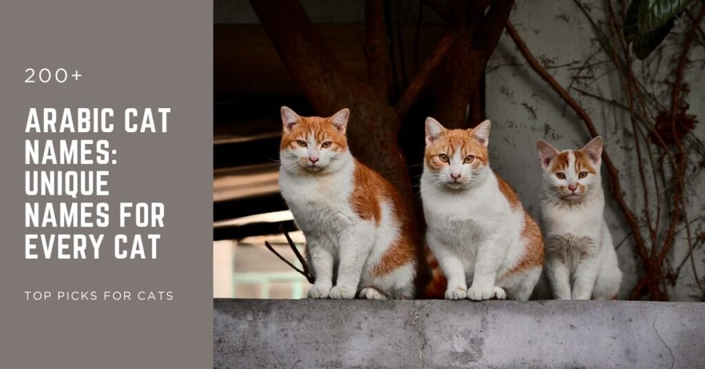 Arabic Cat Names