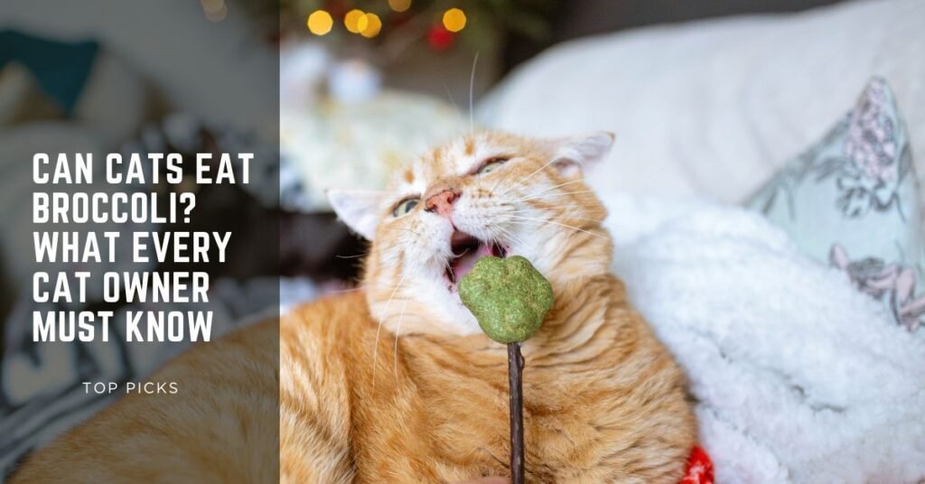Can Cats Eat Broccoli What Every Cat Owner Must Know
