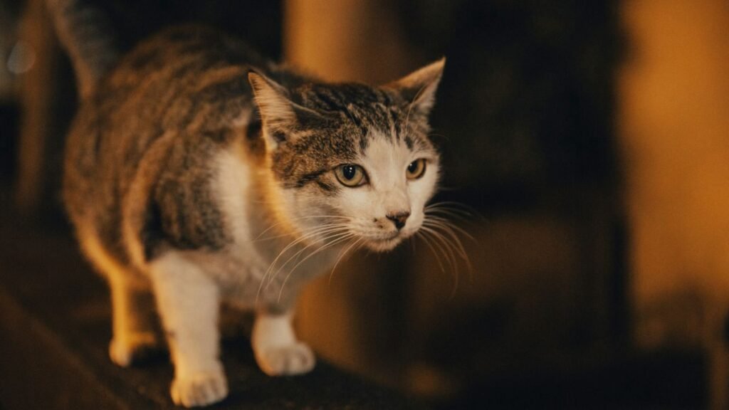 Why Do Cats Make Biscuits?